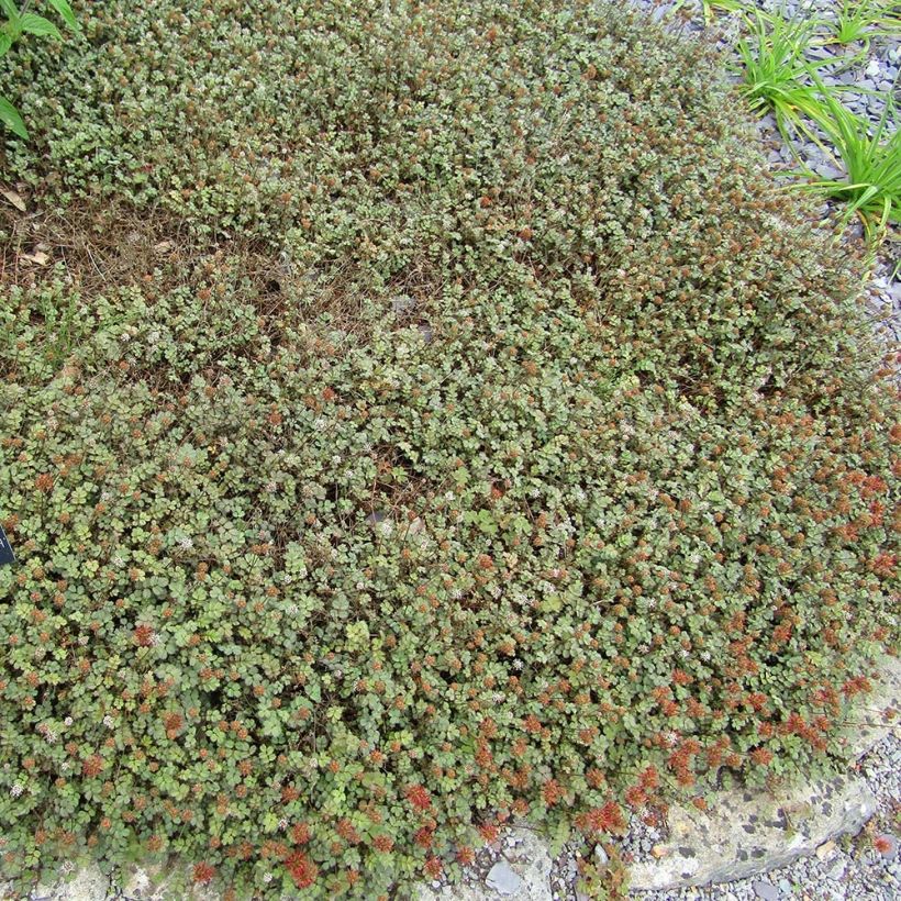 Acaena microphylla Kupferteppich (Hábito)