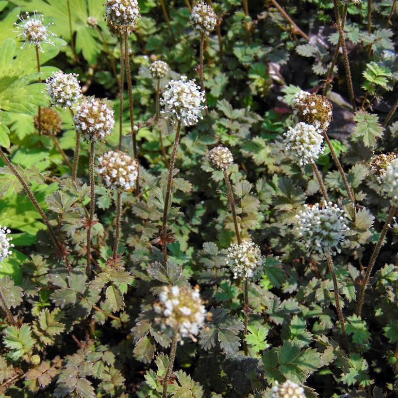 Acaena microphylla (Floração)