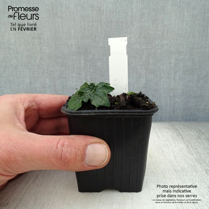 Spécimen de Acanthe de Hongrie White Lips Godet de 8/9 cm tel que livré en hiver