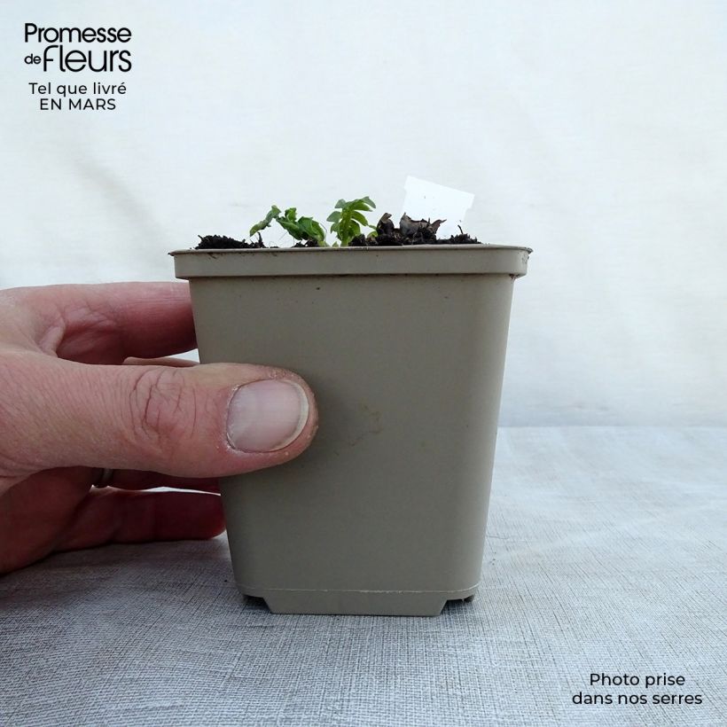 Spécimen de Acanthe de Hongrie White Lips Godet de 8/9 cm tel que livré au printemps