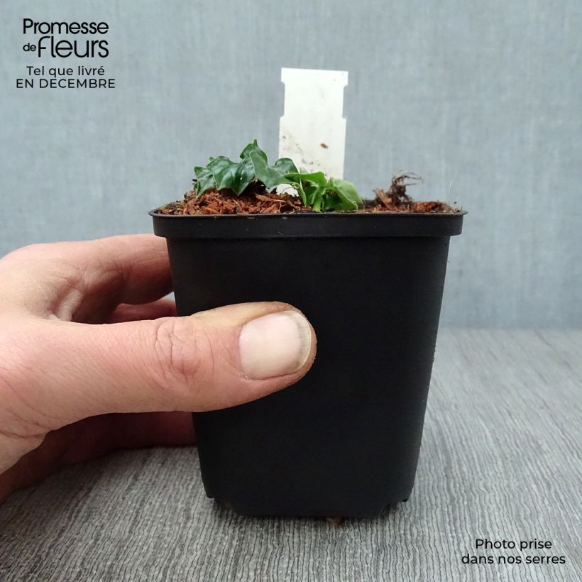 Spécimen de Acanthe hybride Morning Candle Godet de 8/9 cm tel que livré en hiver