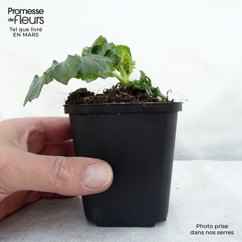 Spécimen de Acanthe hybride Morning Candle Godet de 8/9 cm tel que livré au printemps