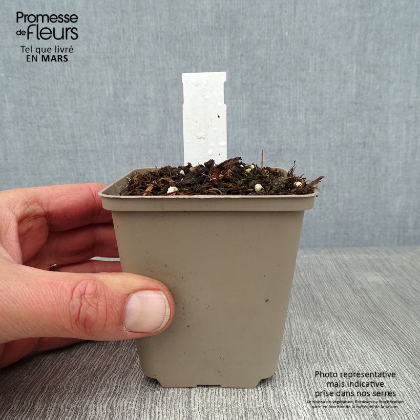 Spécimen de Acanthe mollis Latifolius Godet de 8/9 cm tel que livré en hiver