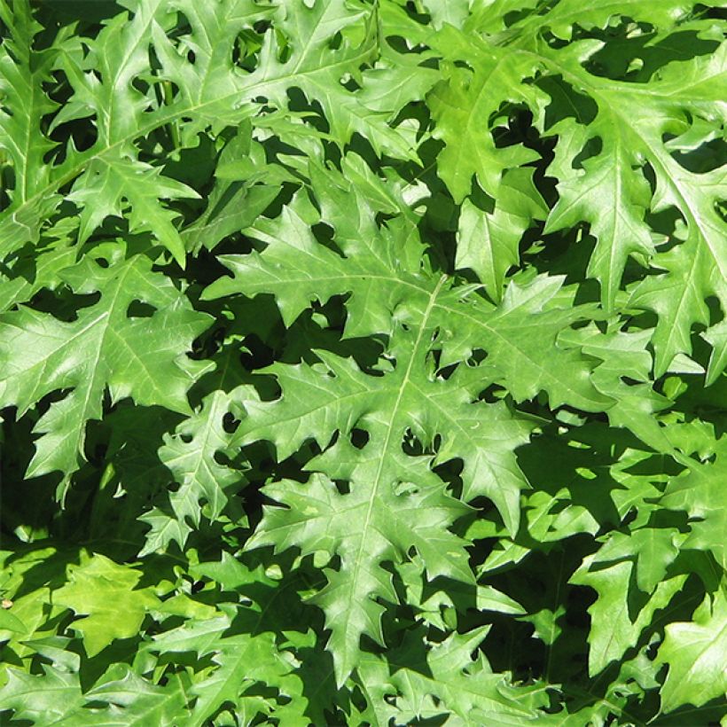 Acanthus spinosus (Folhagem)