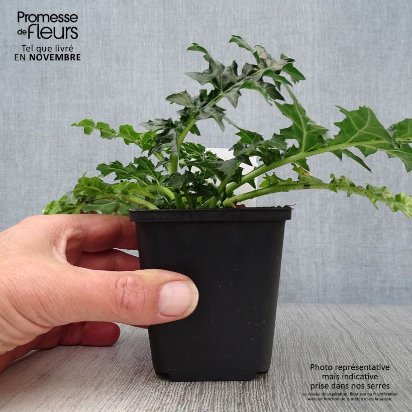 Spécimen de Acanthe spinosus - Acanthe épineuse Godet de 8/9 cm tel que livré en automne
