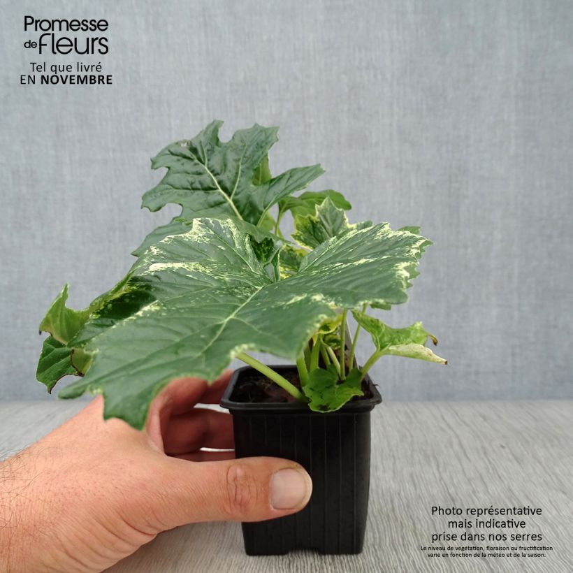 Spécimen de Acanthus Whitewater - Acanthe hybride panachée Godet de 7/8 cm tel que livré en automne