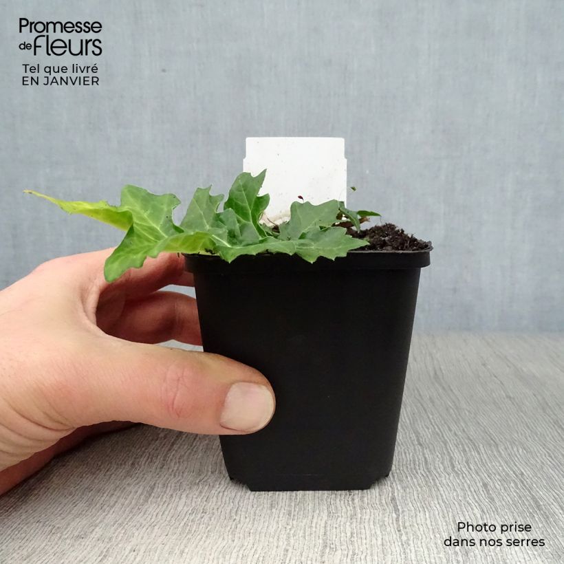 Spécimen de Acanthus hungaricus - Acanthe de hongrie Godet de 8/9 cm tel que livré en hiver