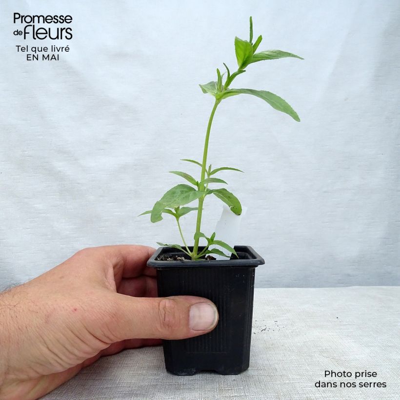 Spécimen de Acanthus mollis - Acanthe à feuilles molles Godet de 7/8 cm tel que livré au printemps