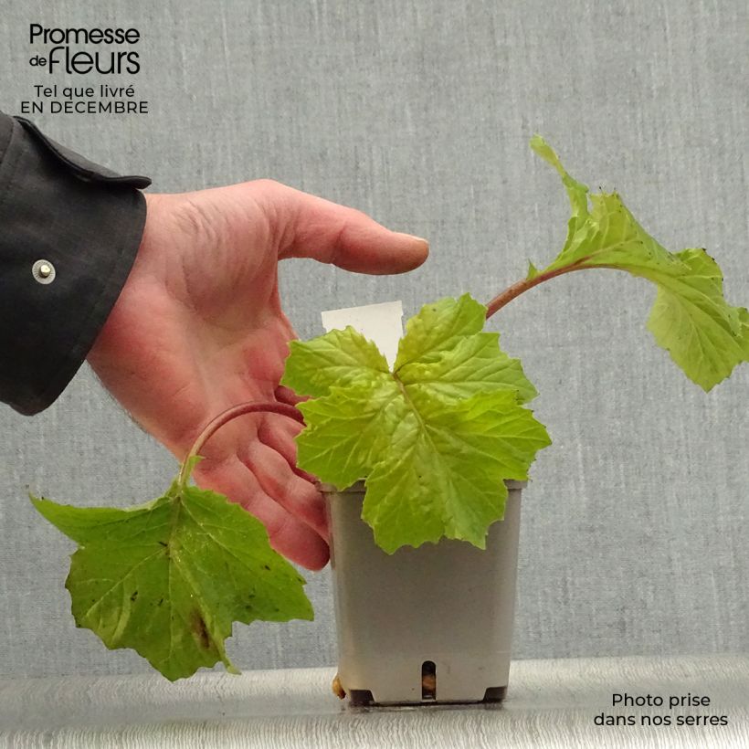 Spécimen de Acanthus mollis Hollards Gold - Acanthe dorée Godet de 8/9 cm tel que livré en hiver