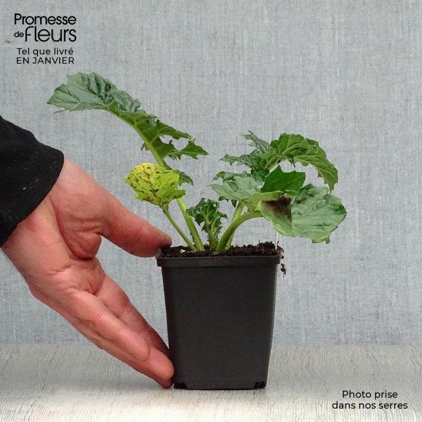 Spécimen de Acanthus mollis Rue Ledan (Jeff Albus) - Acanthe blanche Godet de 8/9 cm tel que livré en hiver