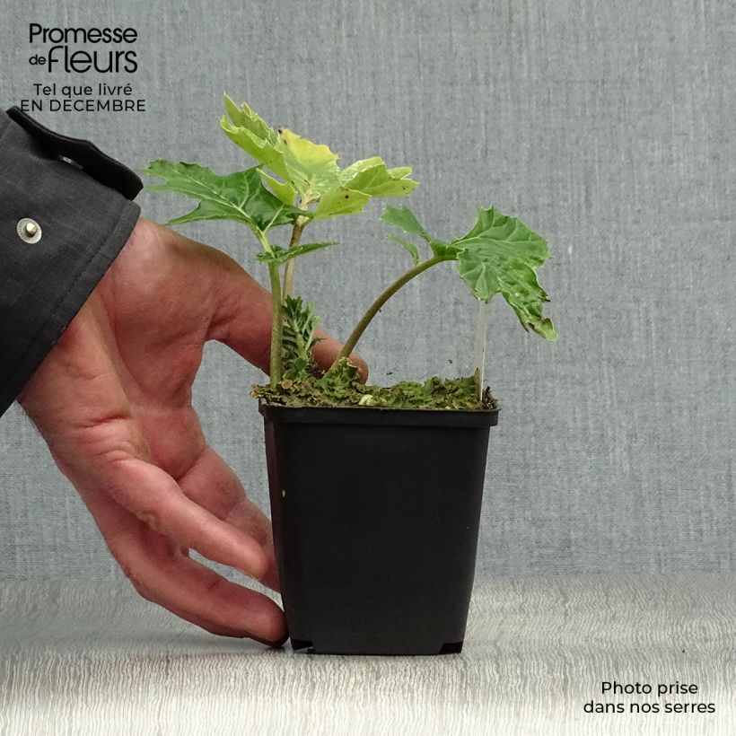 Spécimen de Acanthus mollis Tasmanian Angel - Acanthe panachée Godet de 8/9 cm tel que livré en hiver
