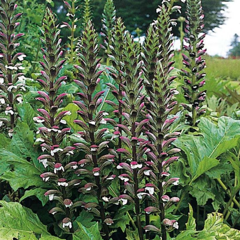 Acanthus mollis (Floração)