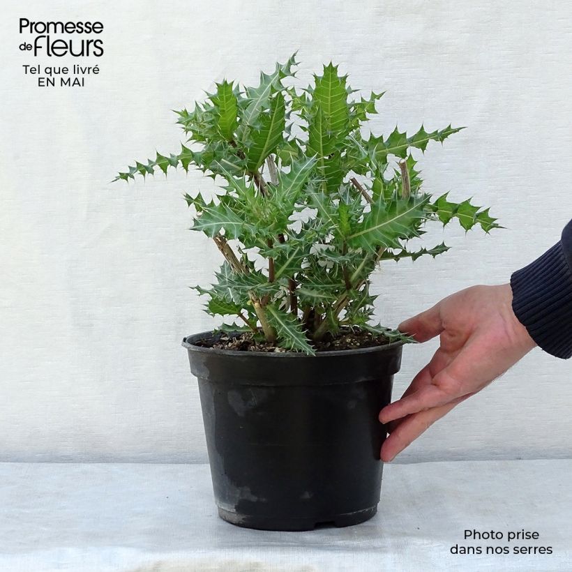 Spécimen de Acanthus sennii - Acanthe Pot de 4L/5L tel que livré au printemps