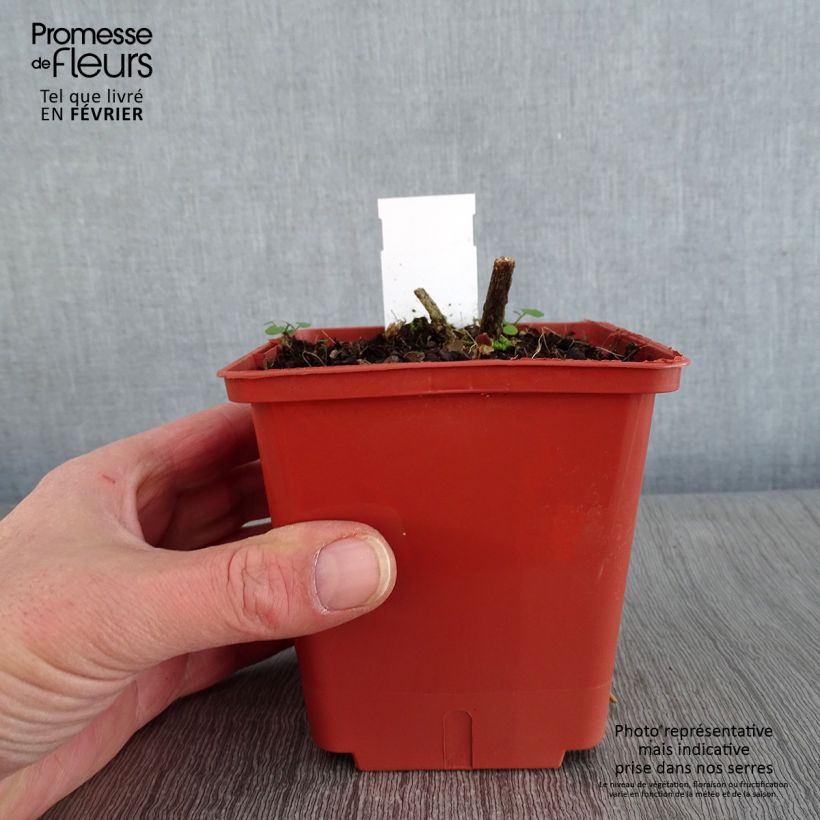 Spécimen de Acanthus sennii - Acanthe Pot de 1L/1,5L tel que livré en hiver