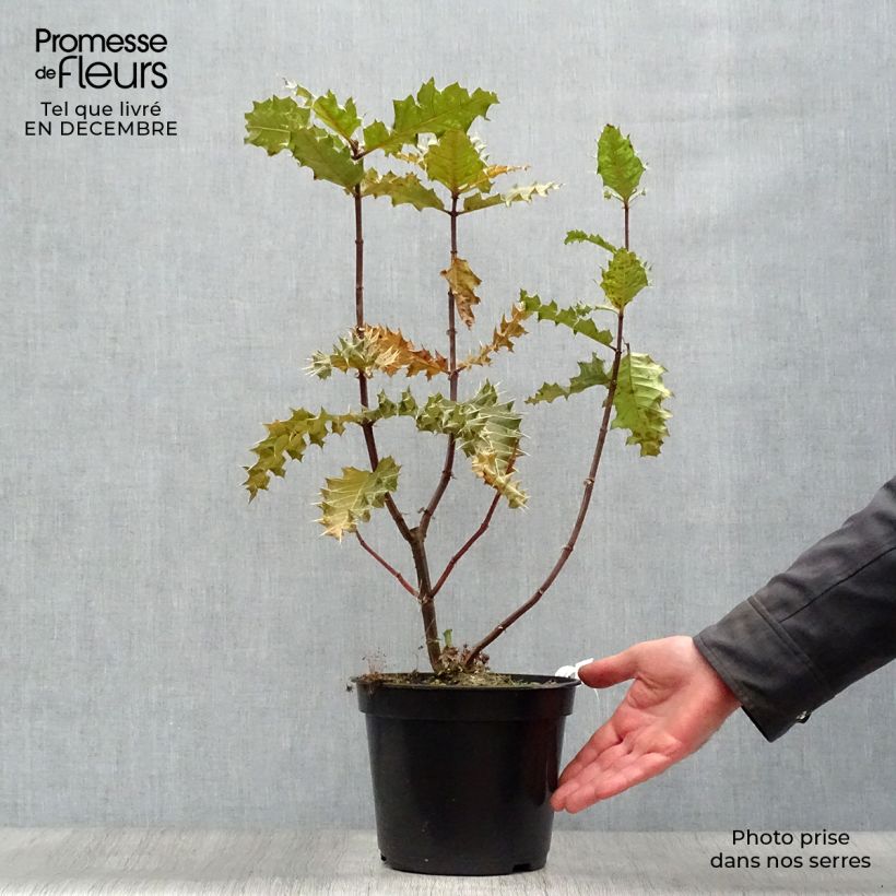 Spécimen de Acanthus sennii - Acanthe Pot de 4L/5L tel que livré en hiver