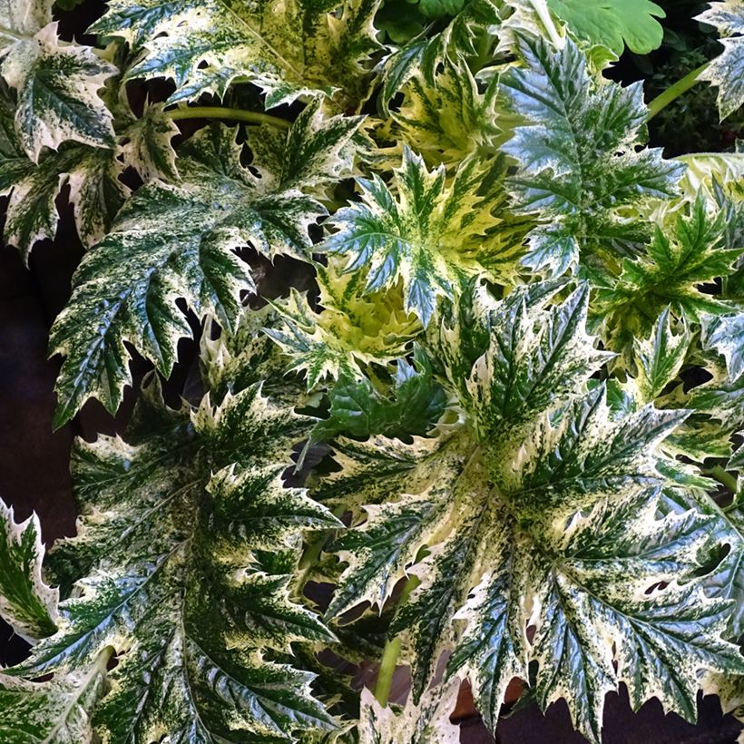 Acanthus Whitewater - Acanthe hybride panachée (Feuillage)
