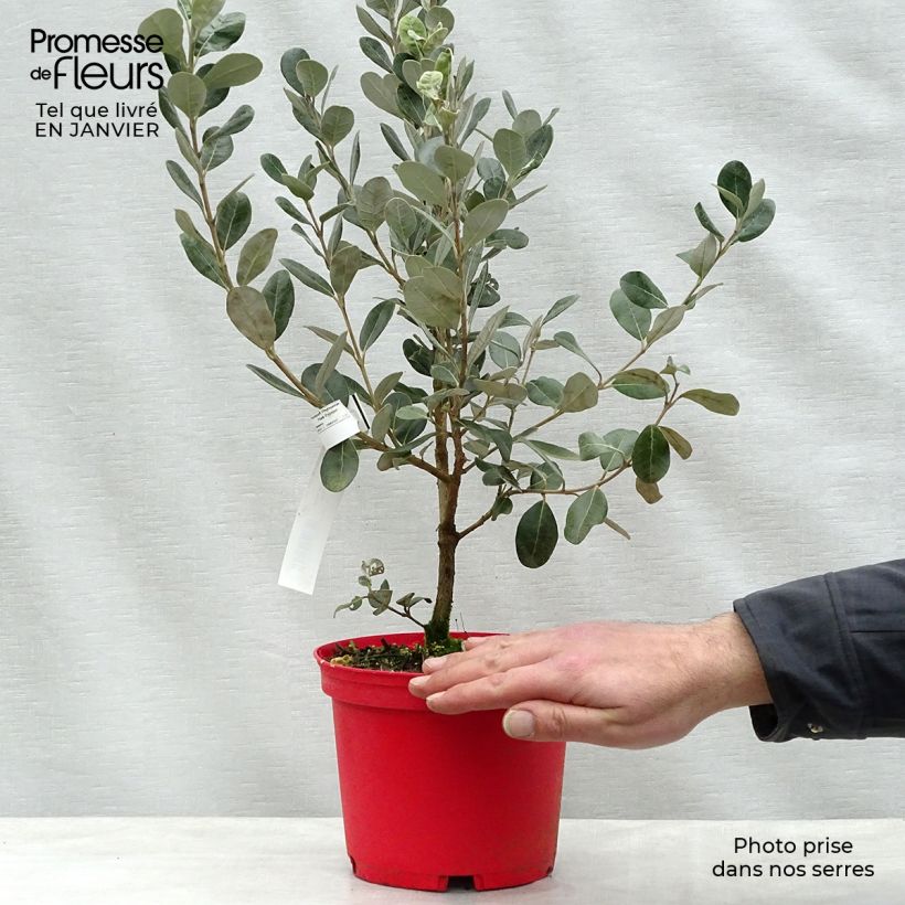 Spécimen de Acca sellowiana Coolidge  - Goyavier du Brésil autofertile Pot de 2L/3L tel que livré en hiver