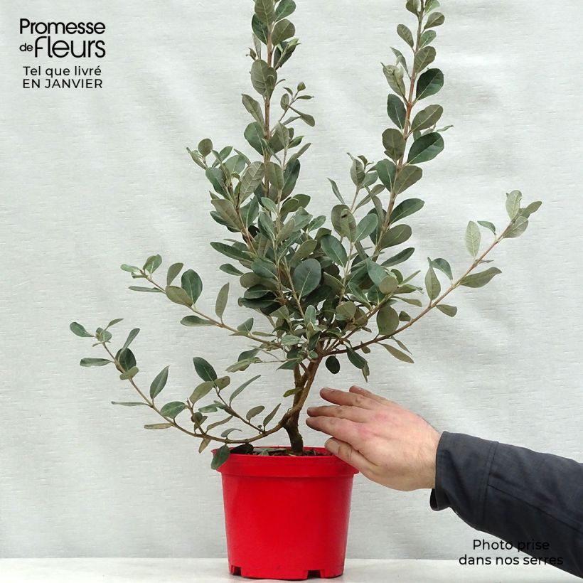 Spécimen de Acca sellowiana Gemini - Feijoa Pot de 3L/4L tel que livré en hiver