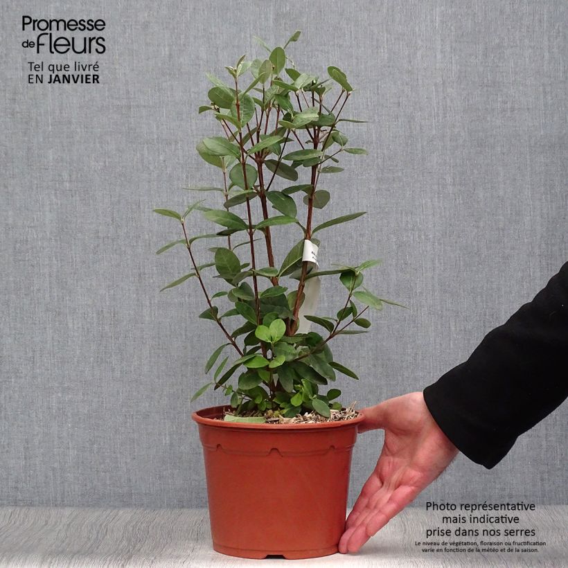 Spécimen de Acca sellowiana - Goyavier du Brésil Pot de 2L/3L tel que livré en hiver