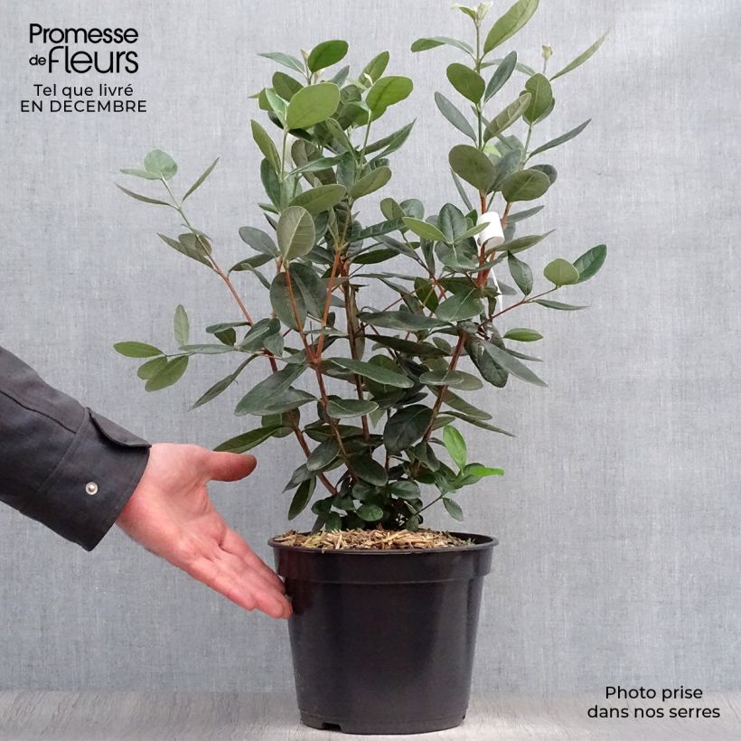 Spécimen de Acca sellowiana - Goyavier du Brésil Pot de 4L/5L tel que livré en hiver