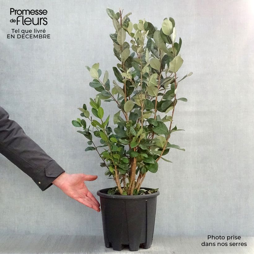 Spécimen de Acca sellowiana - Goyavier du Brésil Pot de 7,5L/10L tel que livré en hiver