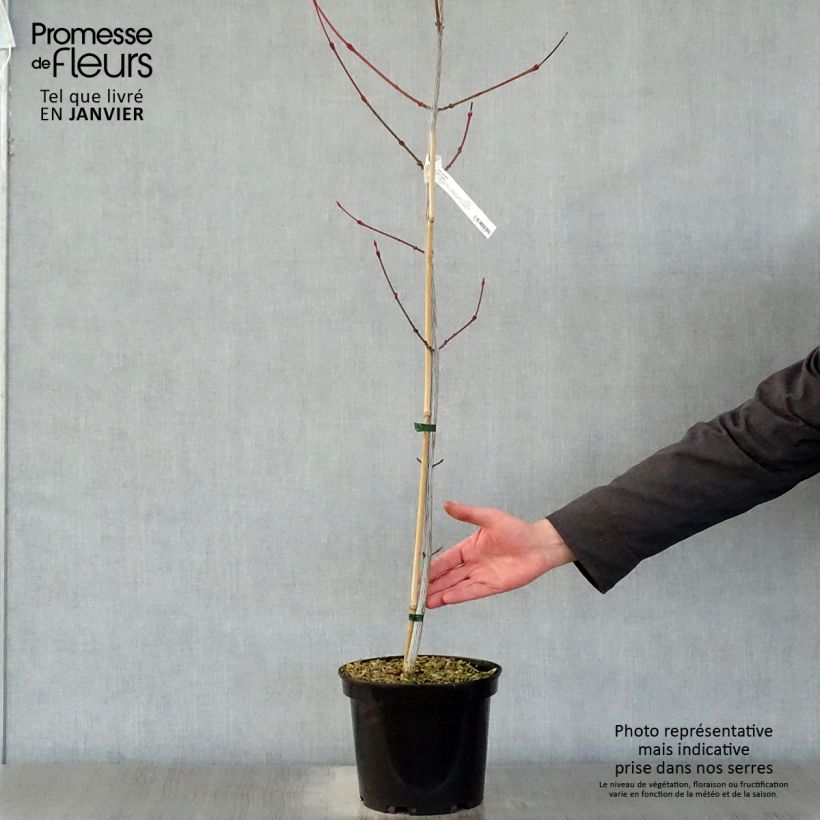 Spécimen de Acer davidii Viper - Érable de David Pot de 4L/5L tel que livré en hiver