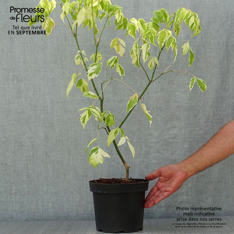 Spécimen de Acer negundo Aureomarginatum - Érable à feuille de frêne Pot de 7,5L/10L tel que livré en automne