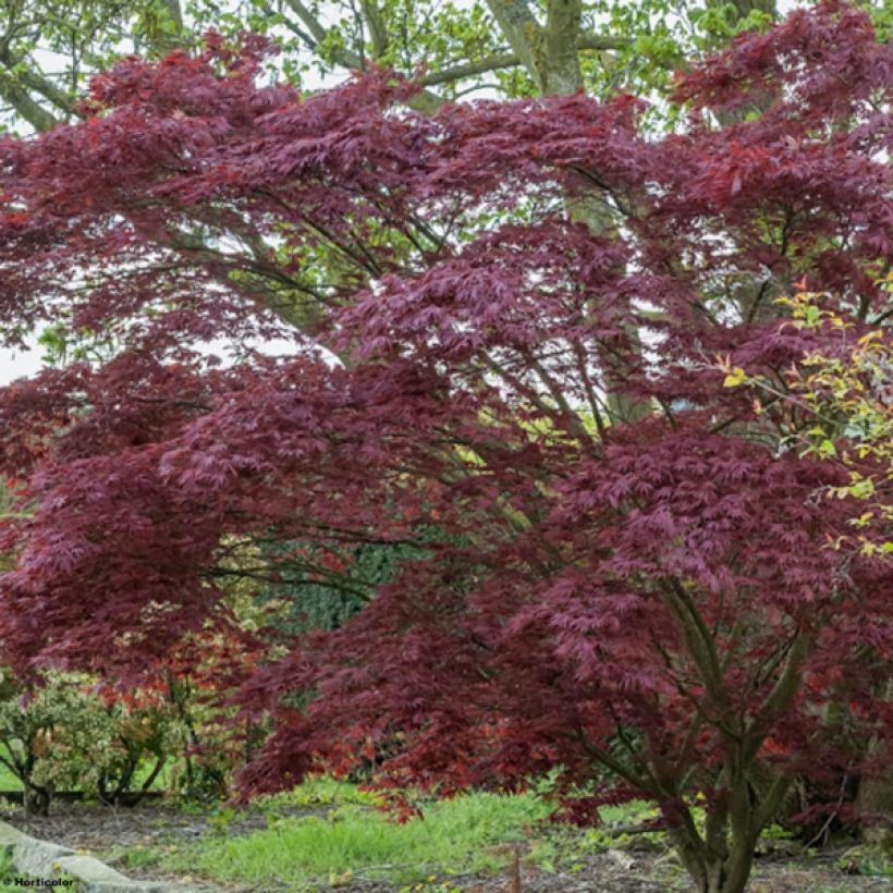 Érable du Japon - Acer palmatum Atropurpureum (Port)