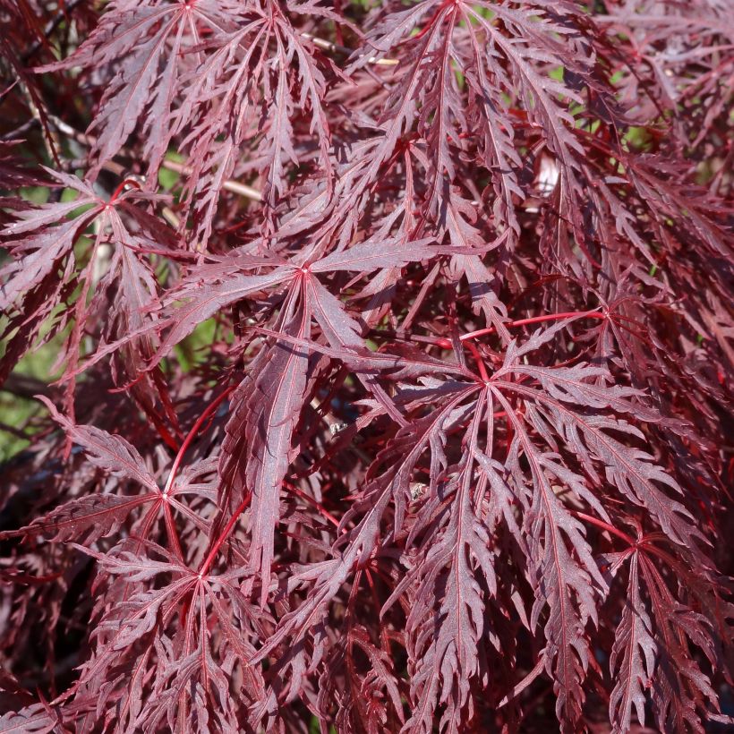 Ácer-do-japão Dissectum Inaba-Shidare - Acer palmatum (Folhagem)