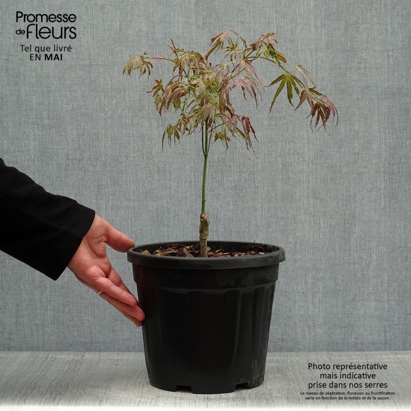 Acer palmatum Manyo-No-Sato - Acero giapponese Vaso da 4L/5L esemplare consegnato in primavera