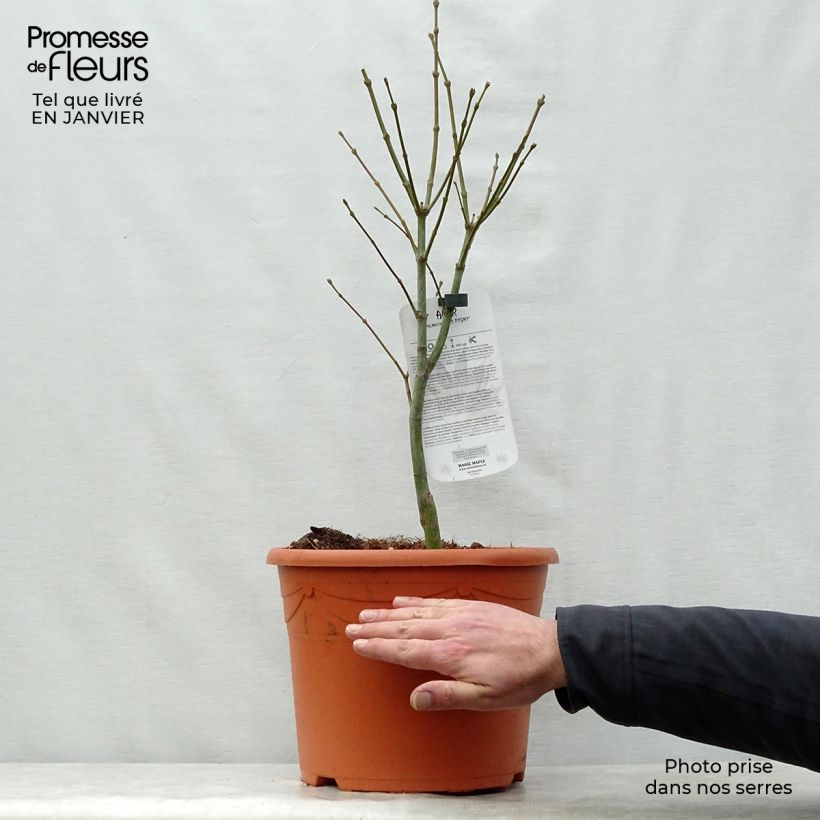 Spécimen de Erable du Japon - Acer palmatum Red Pygmy Pot de 12L/15L, Gréffé tel que livré en hiver