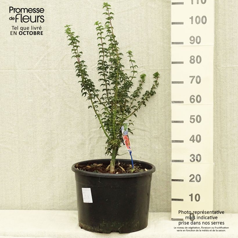 Spécimen de Érable du Japon - Acer palmatum Shishigashira Pot de 18L/20L tel que livré en automne