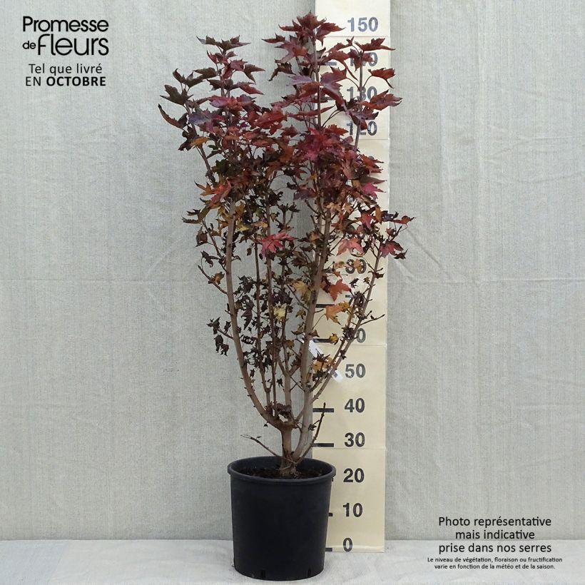 Spécimen de Acer platanoides Crimson Sentry - Érable plane Pot de 12L/15L tel que livré en automne