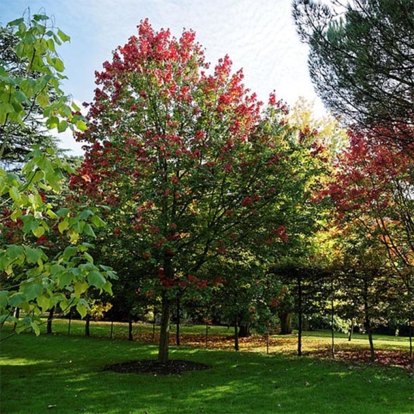 Acer rubrum - Rode esdoorn (Groeiplaats)
