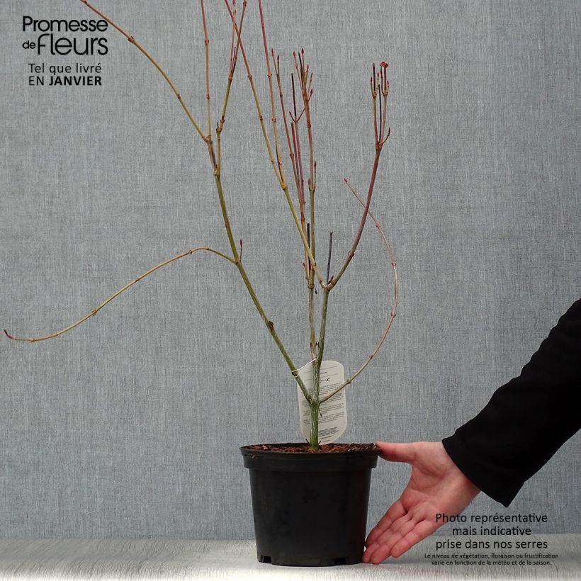 Spécimen de Acer rufinerve - Erable à peau de serpent Pot de 4L/5L tel que livré en hiver