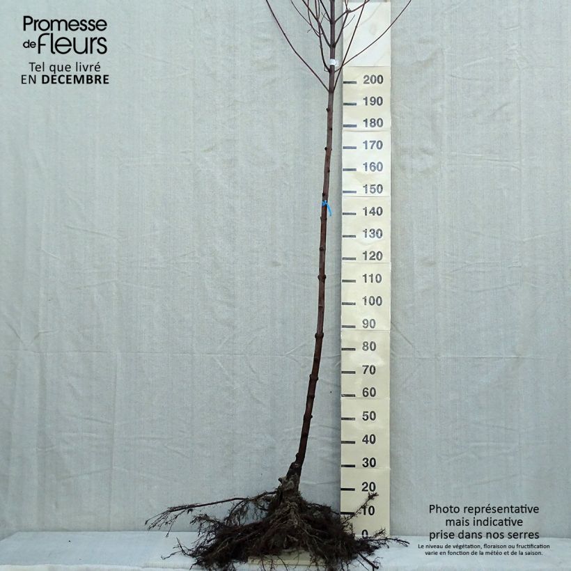 Spécimen de Acer x freemanii Autumn Blaze - Erable de Freeman Grandes Racines nues, Tige 6/8 tel que livré en hiver