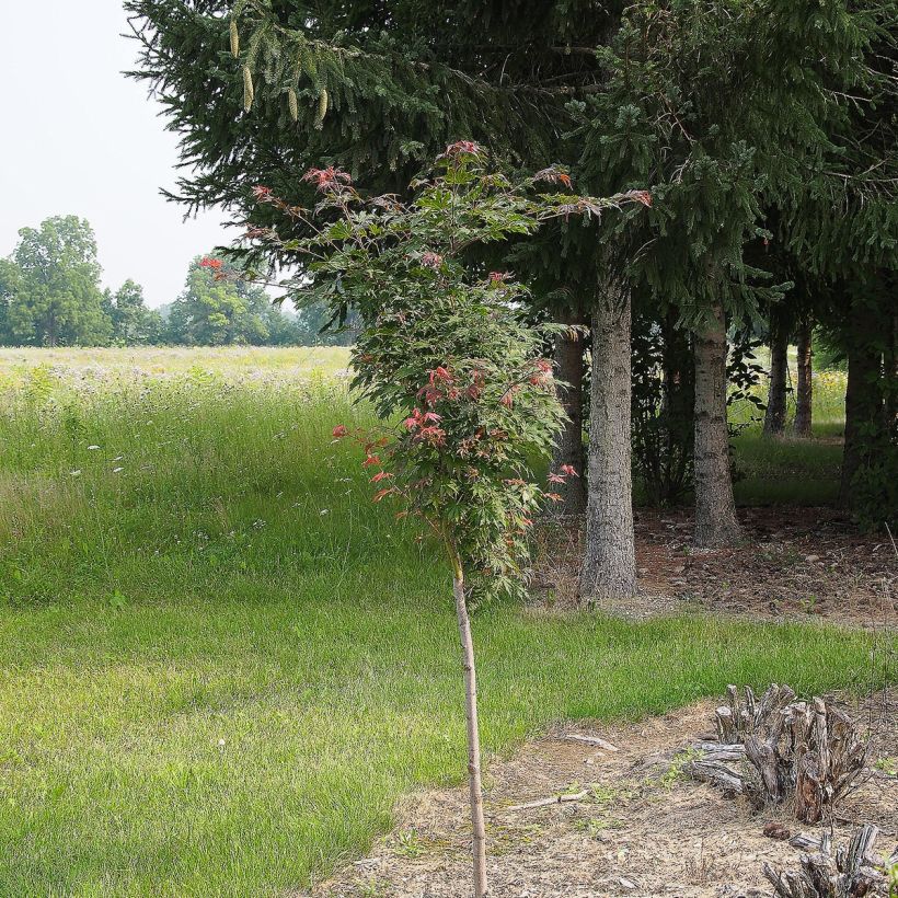 Erable du Japon - Acer pseudosieboldianum North Wind (Port)