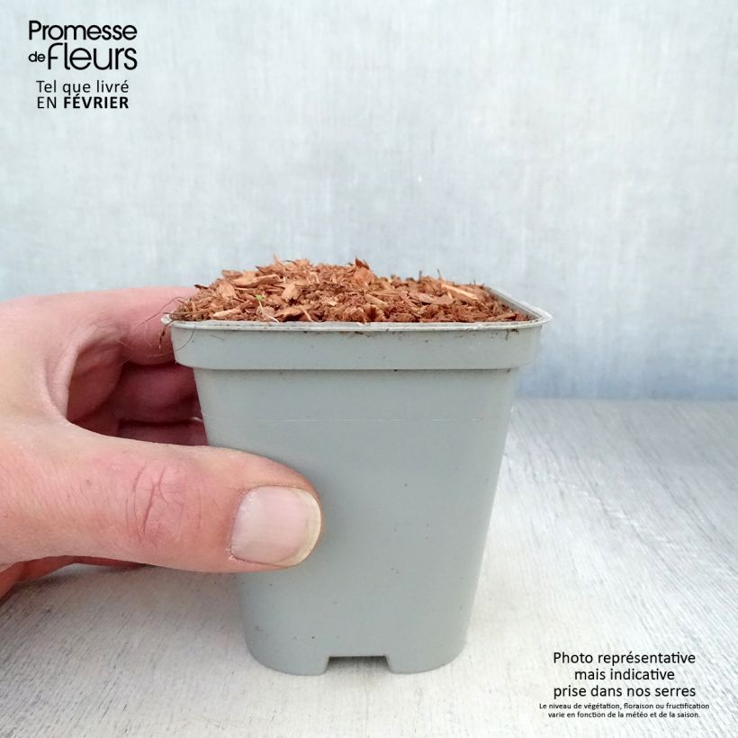 Spécimen de Ache des montagnes ou Livèche Godet de 8/9 cm tel que livré en hiver