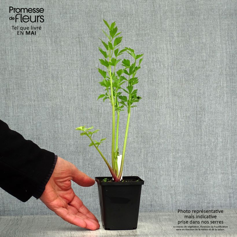 Spécimen de Ache des montagnes ou Livèche Godet de 8/9 cm tel que livré au printemps