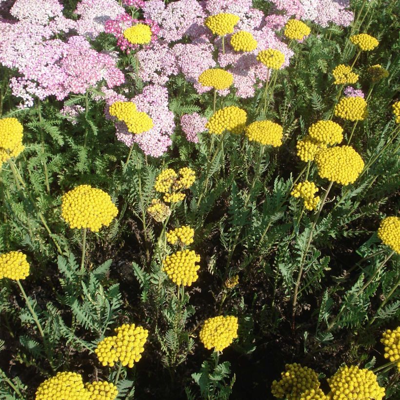 Achillea filipendulina Parker's Variety (Floração)