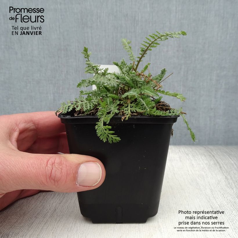 Spécimen de Achillea clypeolata - Achillée Godet de 8/9 cm tel que livré en hiver