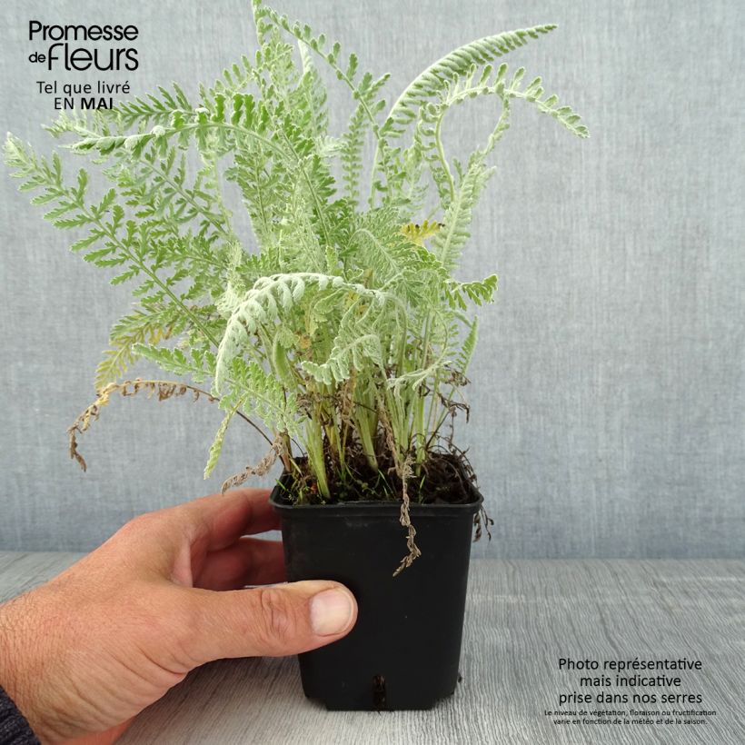 Spécimen de Achillea clypeolata - Achillée Godet de 8/9 cm tel que livré au printemps