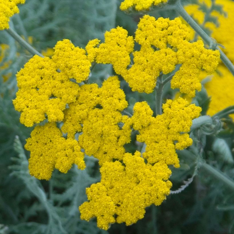 Achillea clypeolata - Achillée (Floraison)