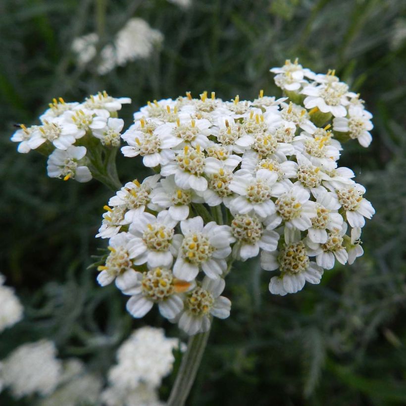 Achillea crithmifolia (Floração)