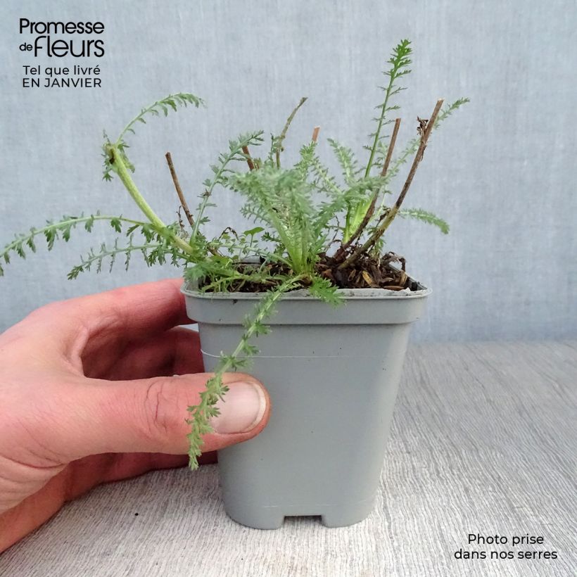 Spécimen de Achillea hybride Little Moonshine Godet de 8/9 cm tel que livré en hiver