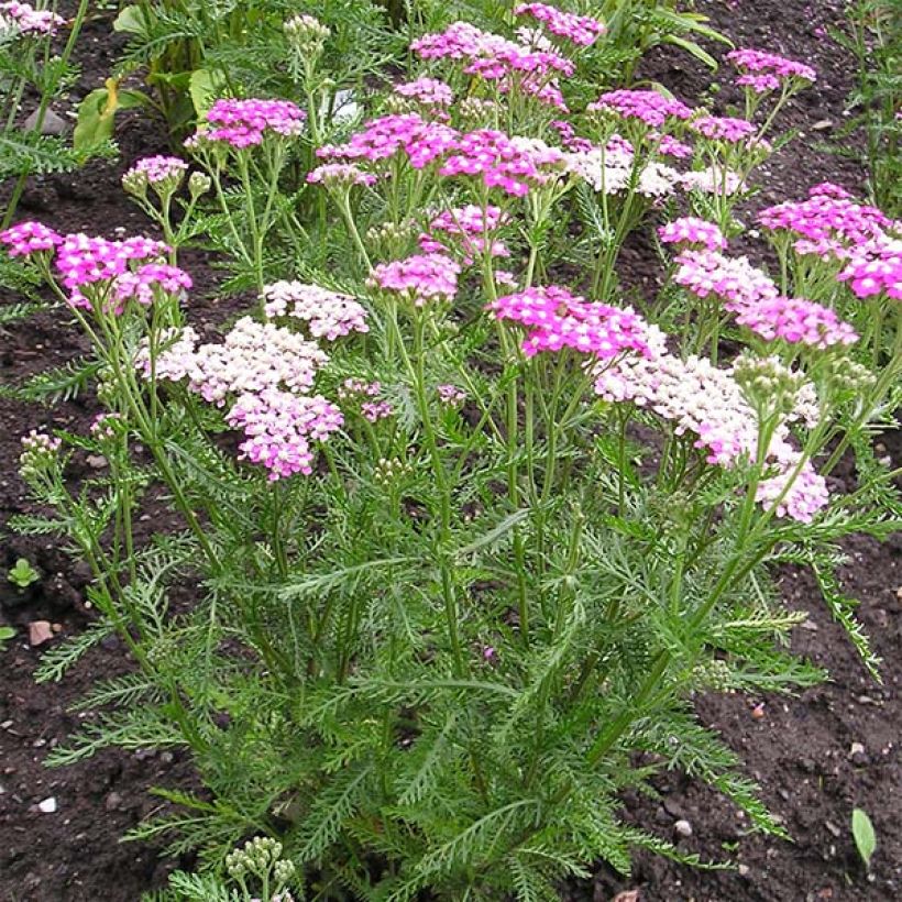 Achillea millefolium Cerise Queen (Hábito)