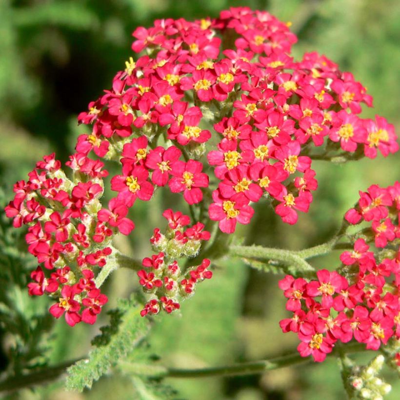 Achillea millefolium The Beacon (Floração)