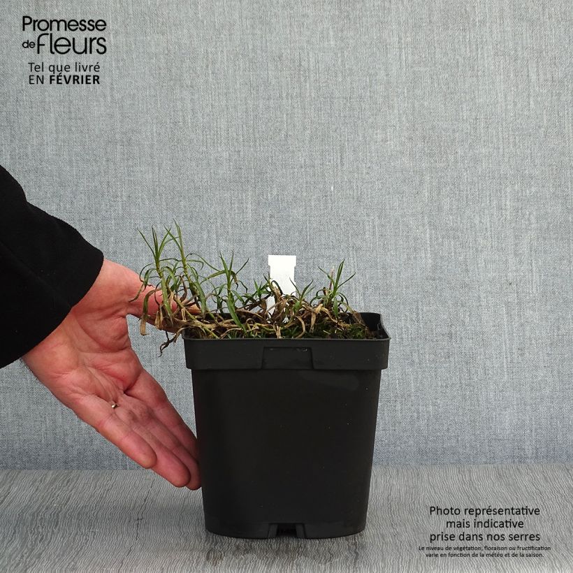 Spécimen de Achillea ptarmica Boule de Neige - Bouton d'argent Pot de 2L/3L tel que livré en hiver