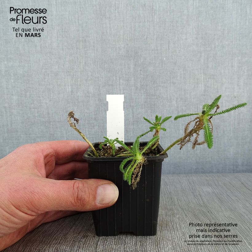 Spécimen de Achillea tomentosa Aurea (Maynard's Gold) - Achillée laineuse Godet de 8/9 cm tel que livré en hiver