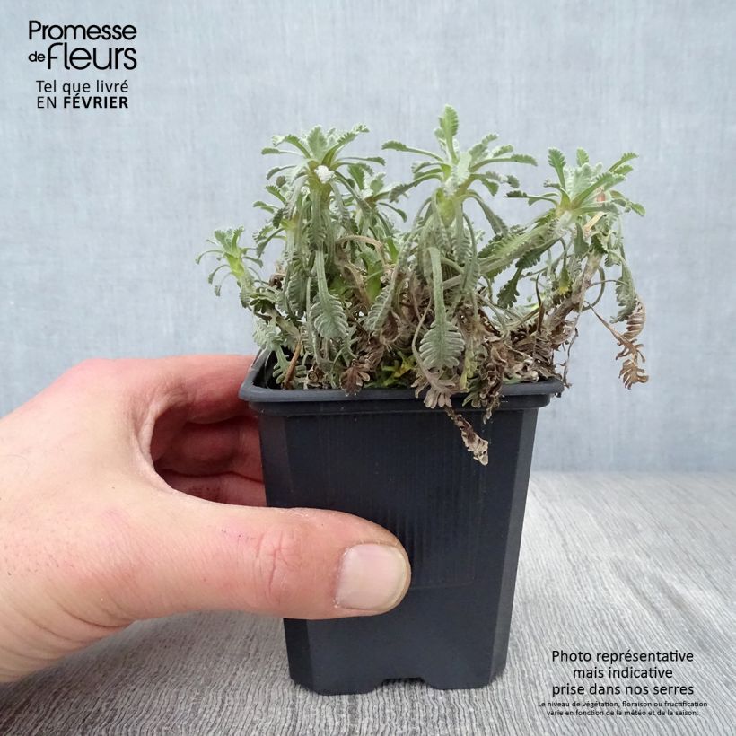 Spécimen de Achillea umbellata - Achillée Godet de 8/9 cm tel que livré en hiver